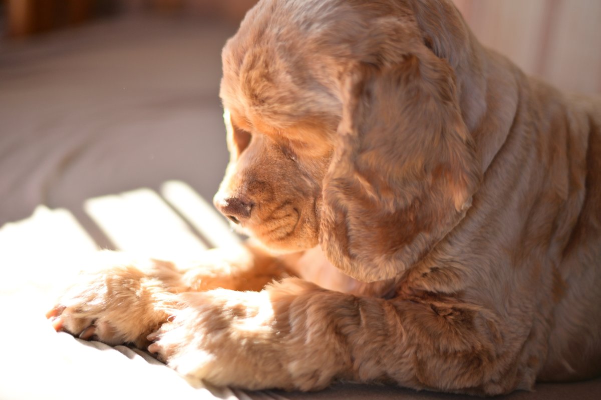 chageki's tweet image. ジュリオをポートレート撮影してみました。 plaza.rakuten.co.jp/shigekimb0515/… #r_blog 　＃アメリカンコッカースパニエル