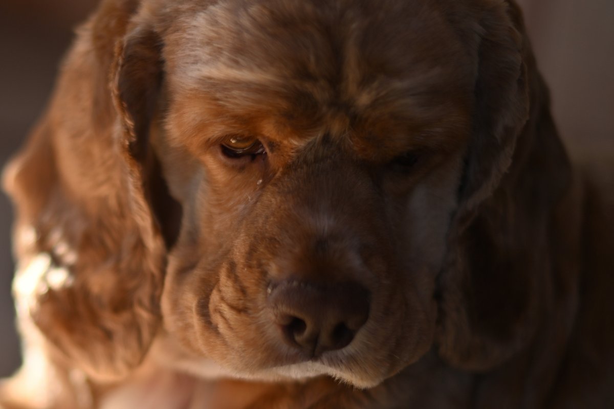 chageki's tweet image. ジュリオをポートレート撮影してみました。 plaza.rakuten.co.jp/shigekimb0515/… #r_blog 　＃アメリカンコッカースパニエル