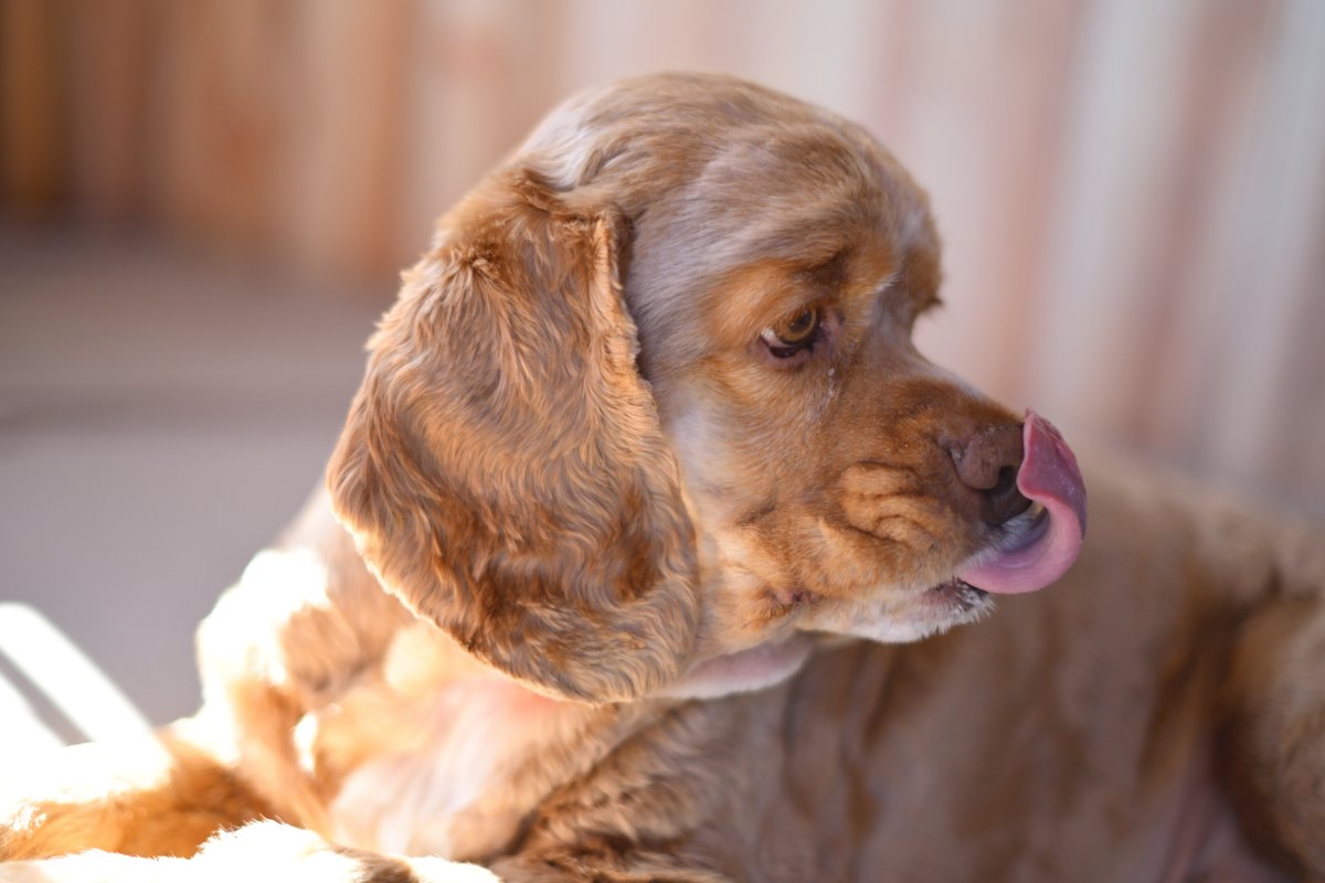 chageki's tweet image. ジュリオをポートレート撮影してみました。 plaza.rakuten.co.jp/shigekimb0515/… #r_blog 　＃アメリカンコッカースパニエル