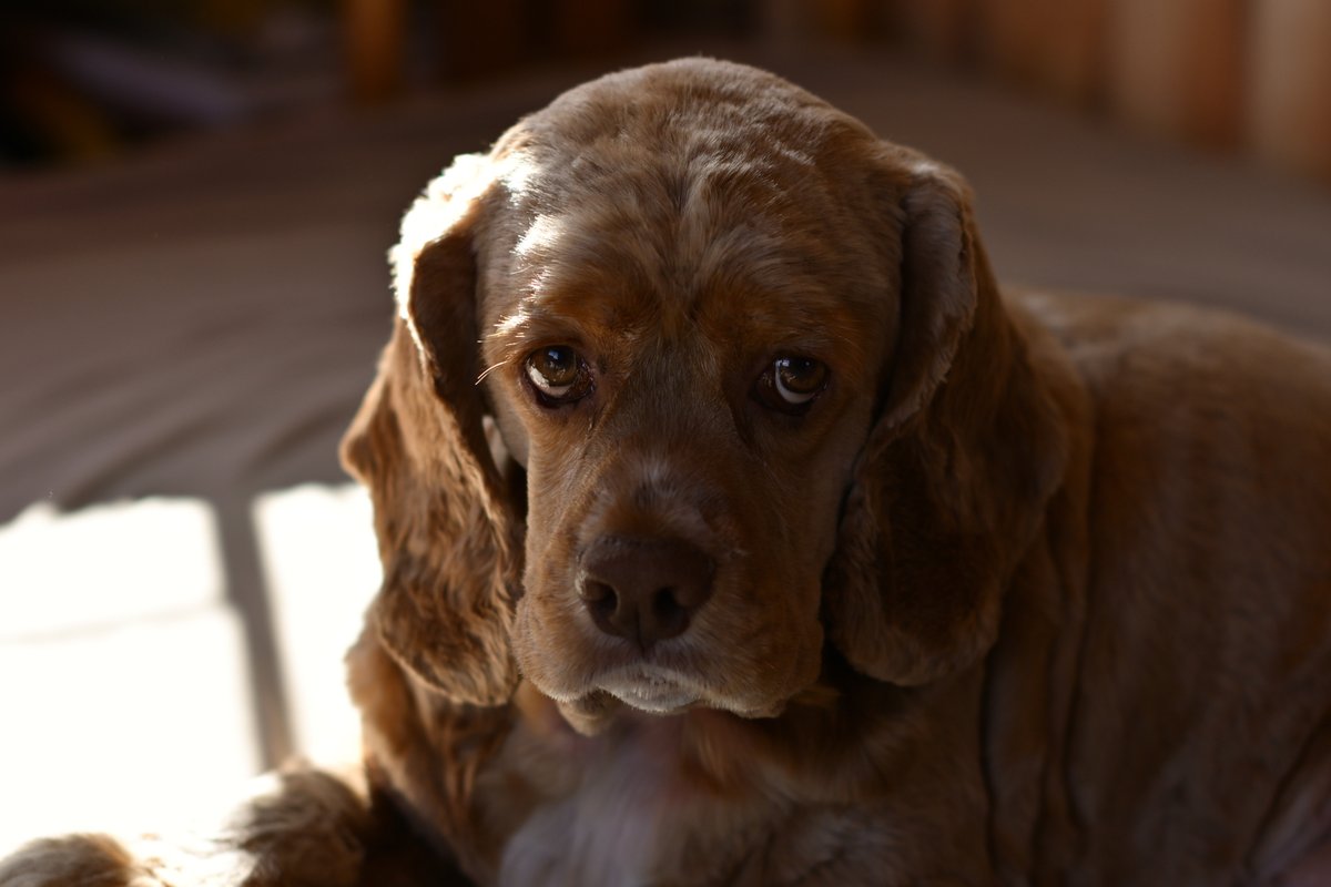 chageki's tweet image. ジュリオをポートレート撮影してみました。 plaza.rakuten.co.jp/shigekimb0515/… #r_blog 　＃アメリカンコッカースパニエル