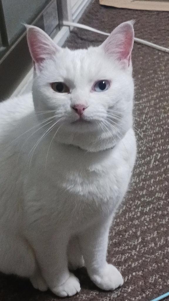 wmmt_neki's tweet image. ^.  ̫.^