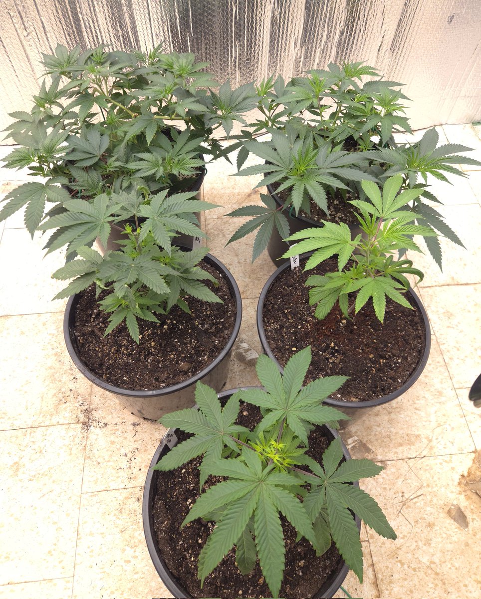 kclightup's tweet image. Morning check on the plants and giving them a watering. 
#growyourown #fuckcancer #GetScreened