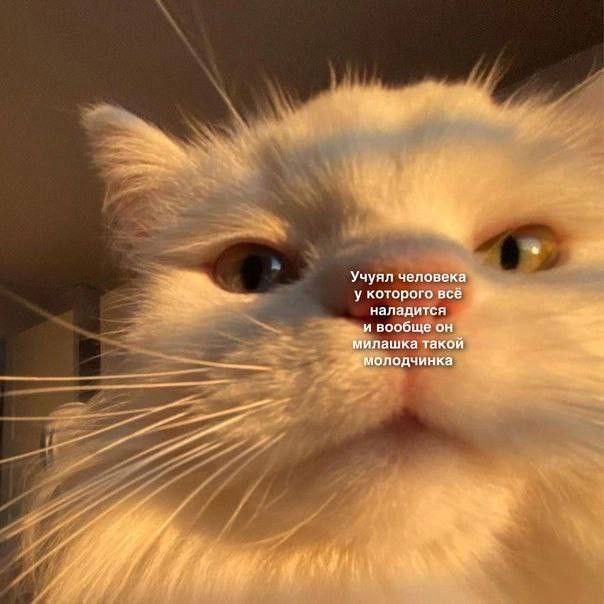 мявушка умрицкая tweet media