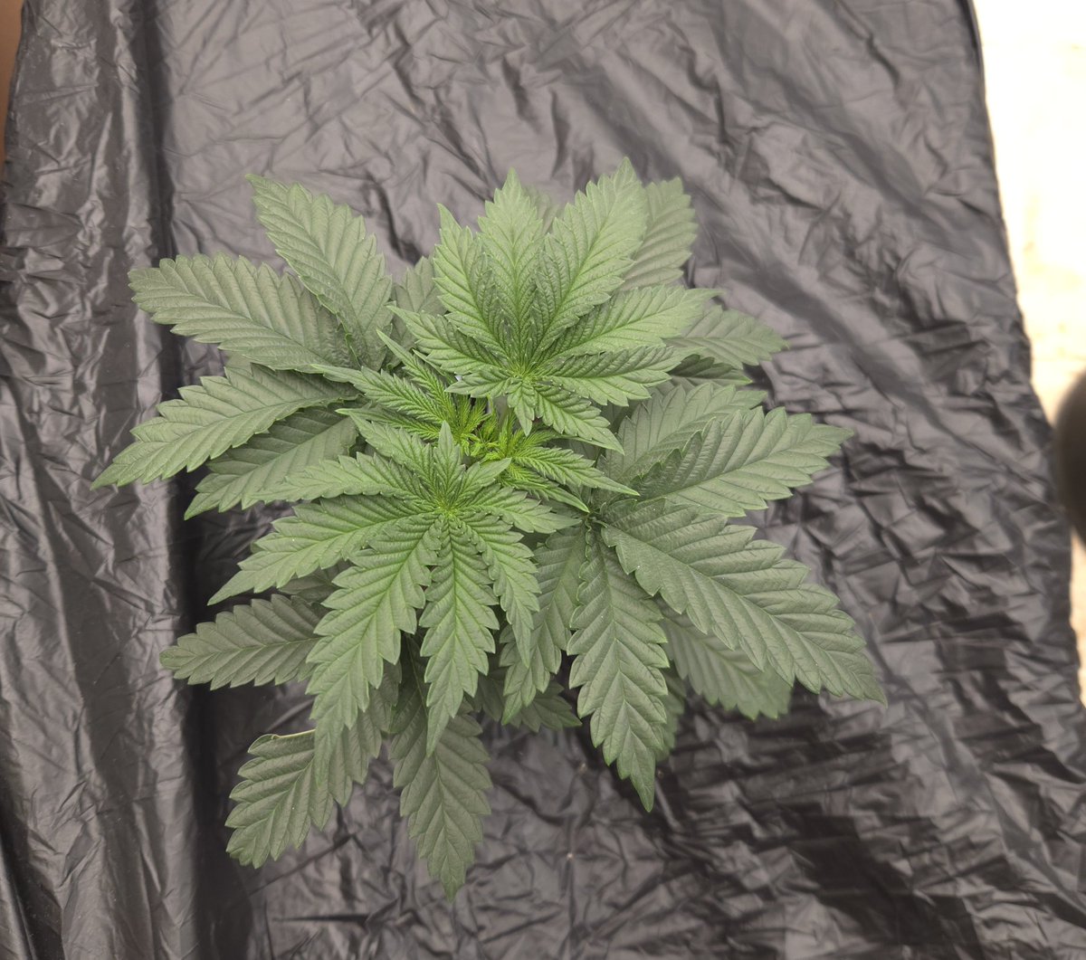 kclightup's tweet image. I really like the looks of this plant.  
Nova 91 x Ma Chérie F1 in an earthbox from @irvineseedco @breeder_j
#growyourown #fuckcancer #GetScreened