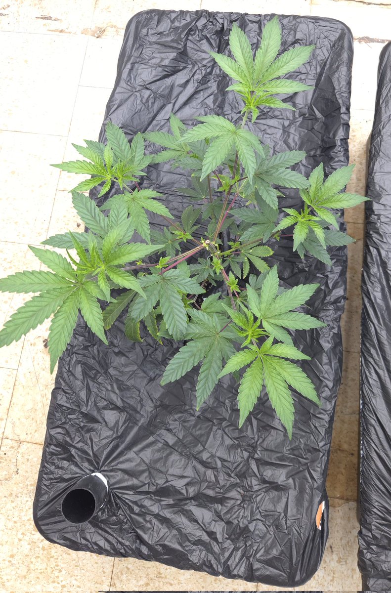 kclightup's tweet image. @irvineseedco @breeder_j Nova 91 clone loving life in the earthbox. 
#growyourown #fuckcancer #GetScreened