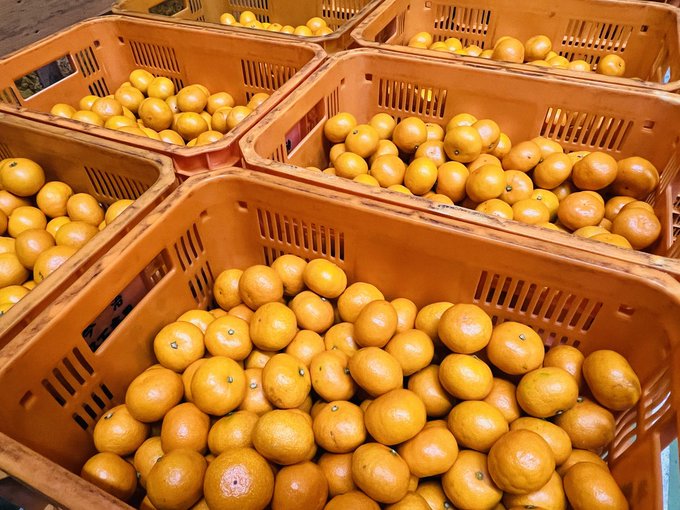 X懸賞(Twitter懸賞)】みかん3kgを1名様にプレゼント【〆切12月03日