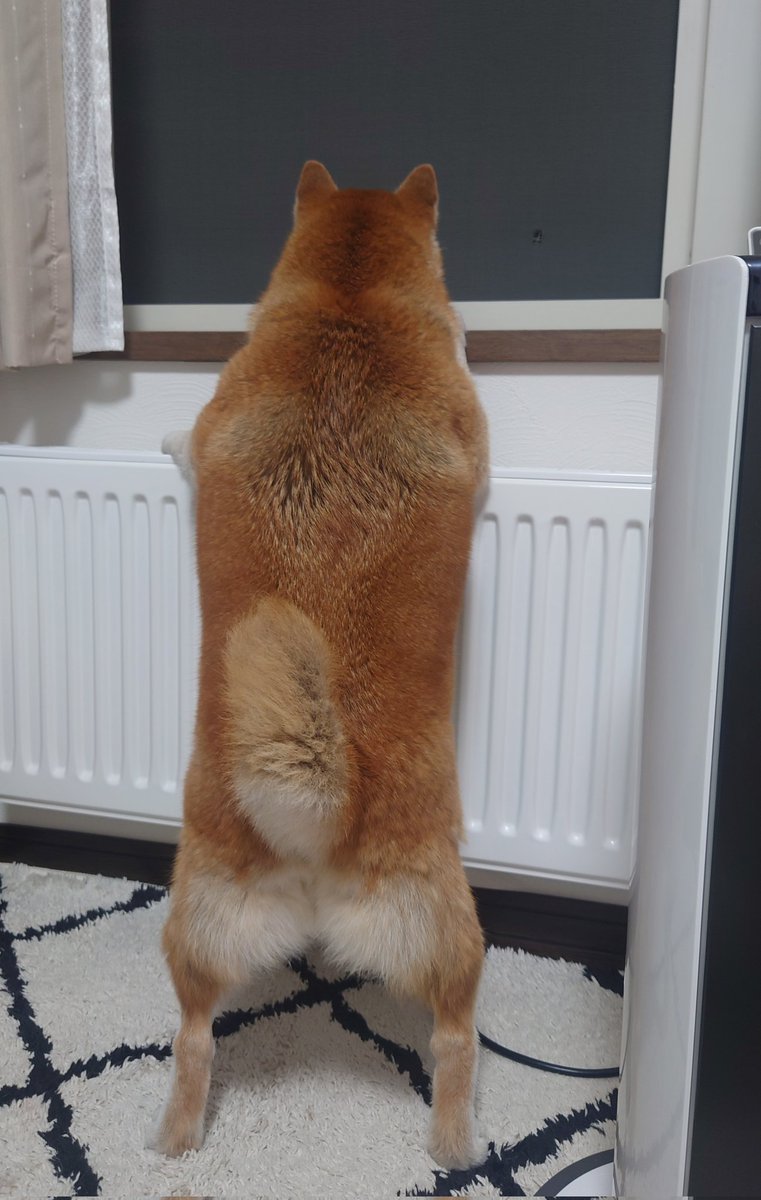 キュキュ（柴犬の九ちゃん） (@gBETQs4FK71tz68) / Posts / X