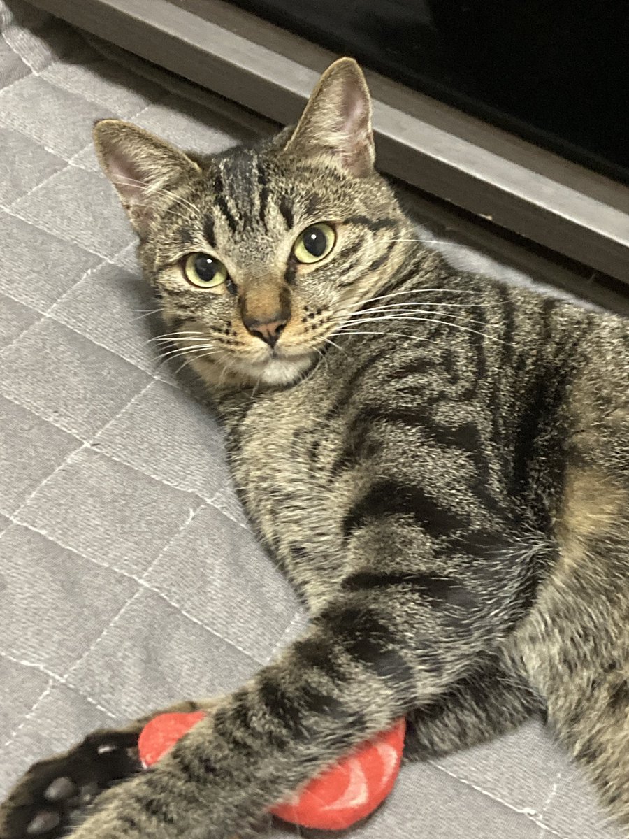 nekonohigurashi's tweet image. 12/6（土）リブライフ譲渡会参加猫
大阪市都島区　13〜16時まで
予約不要　参加費500円

アイちゃん、メス、1歳

やや怖がりさん。部屋では逃げますがよく遊び近くにはいます。ケージにいる時はゴロゴロお腹を見せて甘えてくれます。小顔の美人さん💕そこまで甘えたではないのでお留守番もできますよ🏠