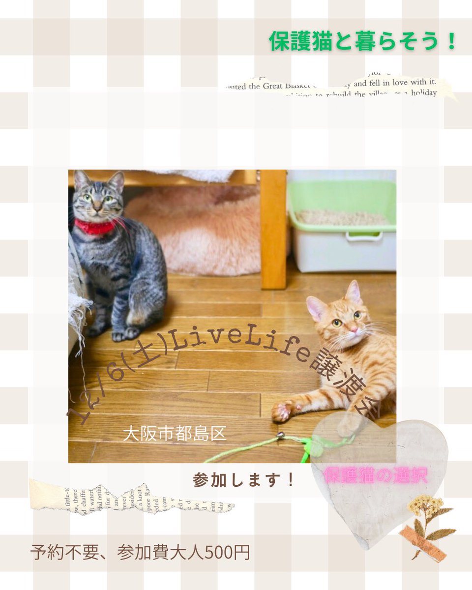 nekonohigurashi's tweet image. 12/6（土）リブライフ譲渡会参加猫
大阪市都島区　13〜16時まで
予約不要　参加費500円

アイちゃん、メス、1歳

やや怖がりさん。部屋では逃げますがよく遊び近くにはいます。ケージにいる時はゴロゴロお腹を見せて甘えてくれます。小顔の美人さん💕そこまで甘えたではないのでお留守番もできますよ🏠