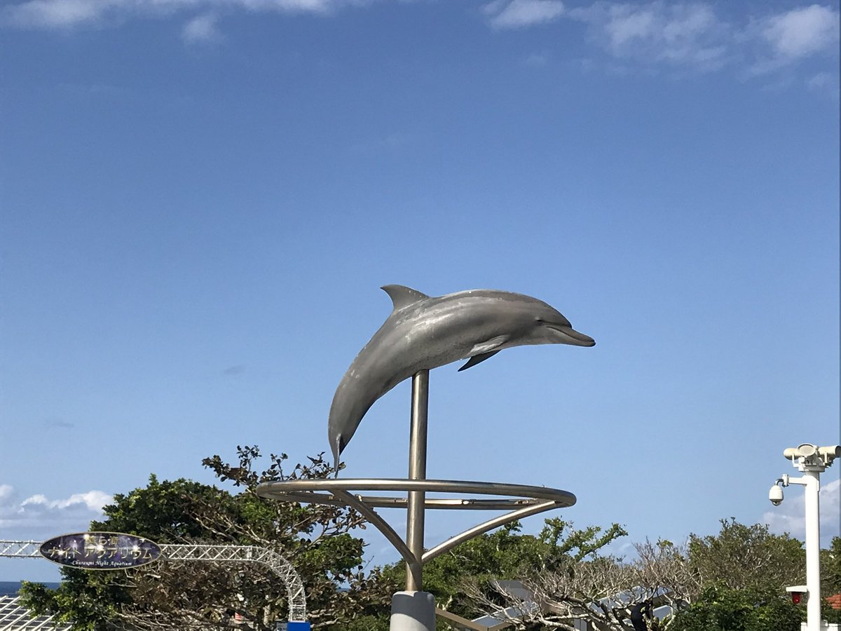 美ら海水族館はフロンターレの沖縄キャンプの時に行ったけどちょうど2020年の2月ダイヤモンドプリンセスが沖縄に寄港したと聞いて駆け足で回ったからこのイルカ🐬ちゃんたちとジンベイザメしか撮ってなかった😣オキちゃん🐬安らかに🙏