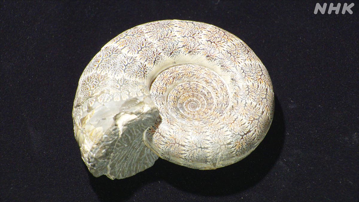 北海道、九州と、 日本の博物館を巡って撮影した、 個性豊かな