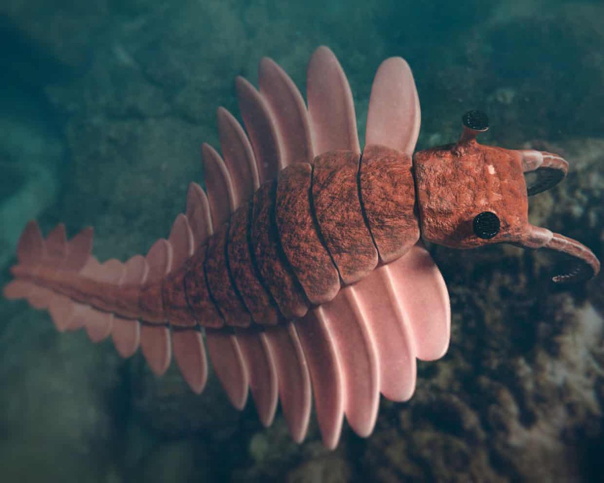 EarthArchivesHQ's tweet image. Oxygen surges that powered the Cambrian explosion may trace back to a surprising driver: subtle shifts in Earth’s orbit.

theguardian.com/science/2025/n…

#fossils #paleontology