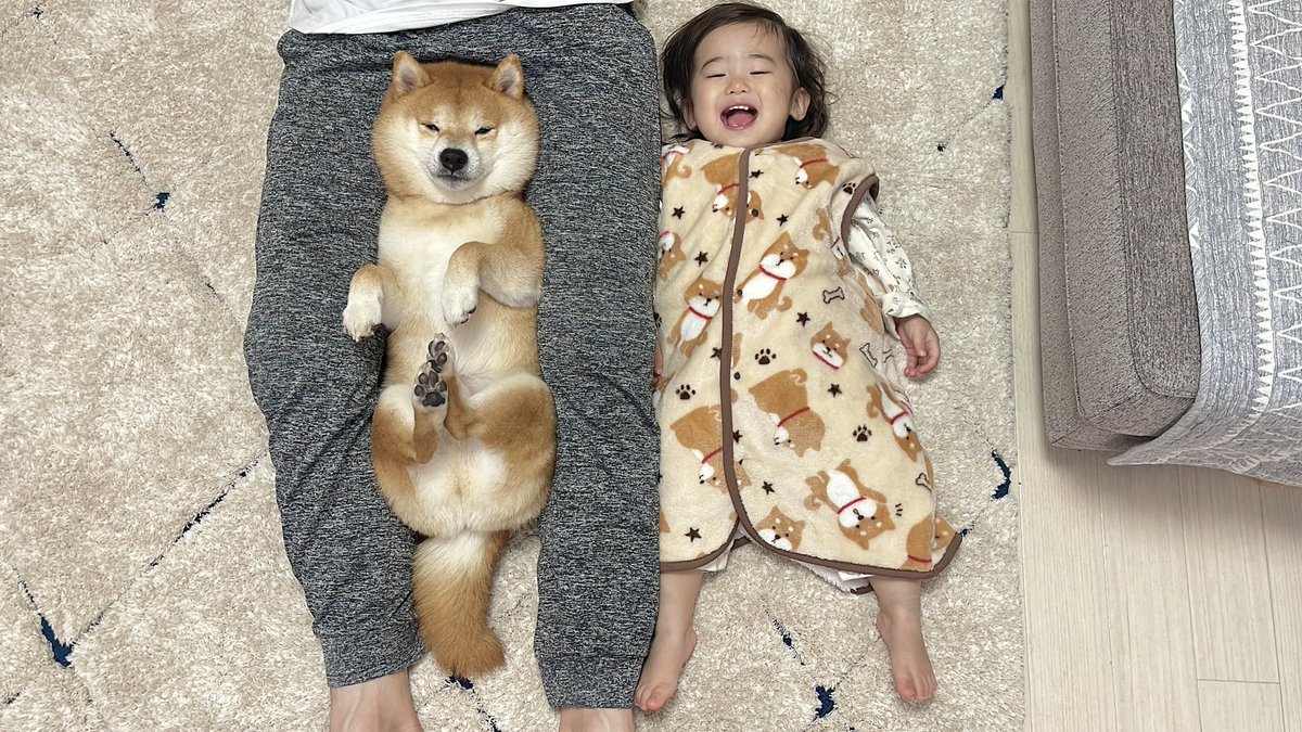 豆柴Rページ かーわーいーいーーーーー🐶👧🏻