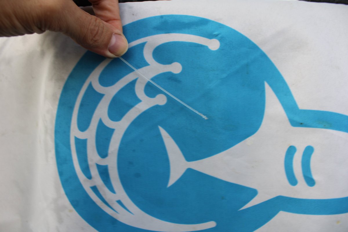 elife_project tweet media