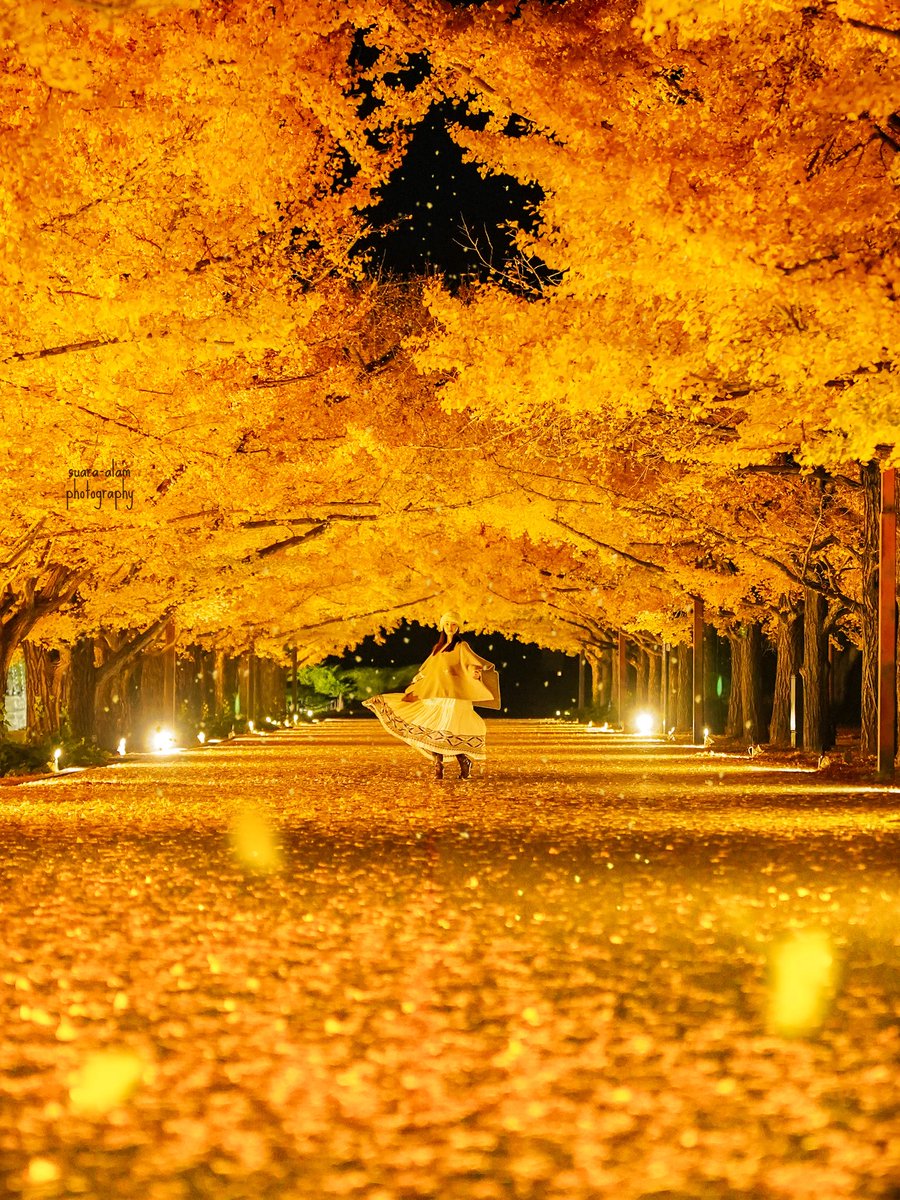 suara_alam's tweet photo. 今年の紅葉は見事でした✨🍁

#11月を写真4枚で振り返る 
#東京カメラ部 https://t.co/UGi4aEohMc