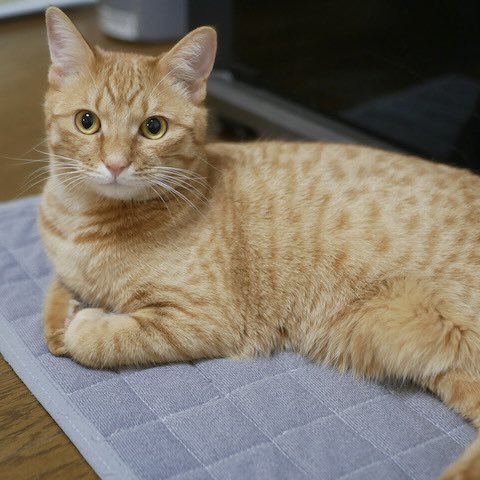 nekonohigurashi's tweet image. ユメくん、オス、1歳

とにかく食いしん坊万歳のマイペースの愛すべき茶トラくん😋なでるとやや甘噛みする時があります。あと早くごはん！と催促噛みもしますが痛くはないです😅お顔はおぼこい🥰おもちゃでもよくジャンプしてます。こちらも留守番できますよ！