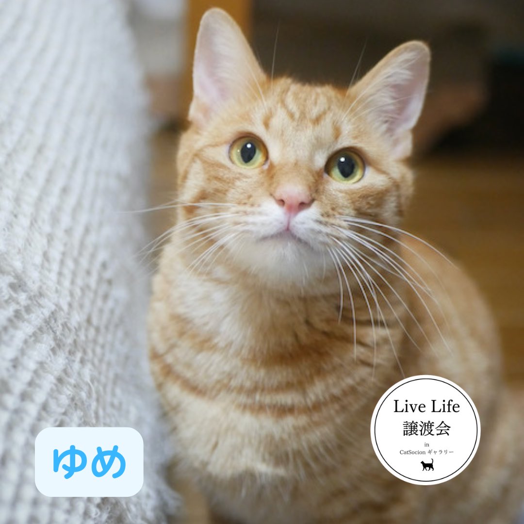 nekonohigurashi's tweet image. ユメくん、オス、1歳

とにかく食いしん坊万歳のマイペースの愛すべき茶トラくん😋なでるとやや甘噛みする時があります。あと早くごはん！と催促噛みもしますが痛くはないです😅お顔はおぼこい🥰おもちゃでもよくジャンプしてます。こちらも留守番できますよ！