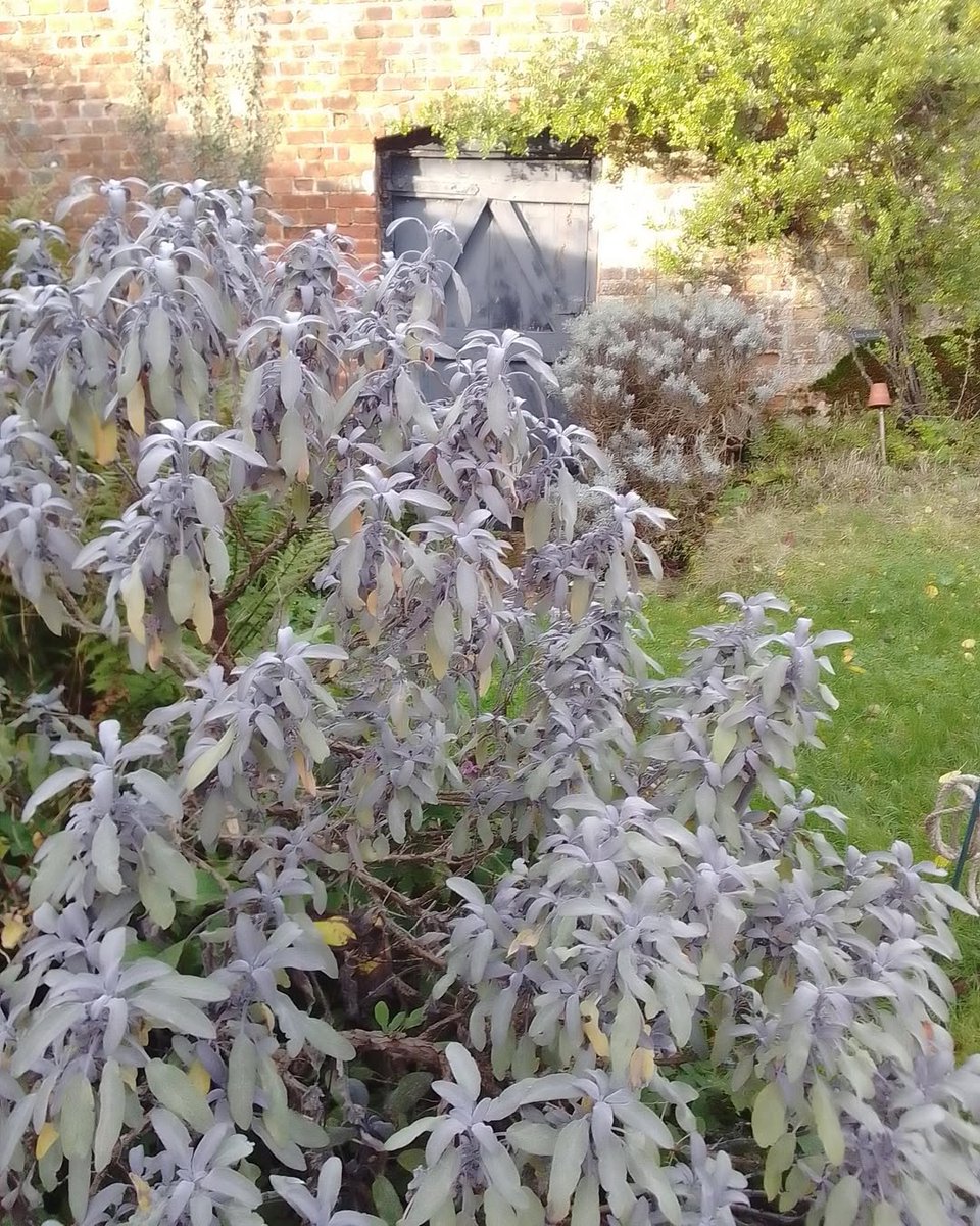 Gilbert White's House & Gardens tweet media