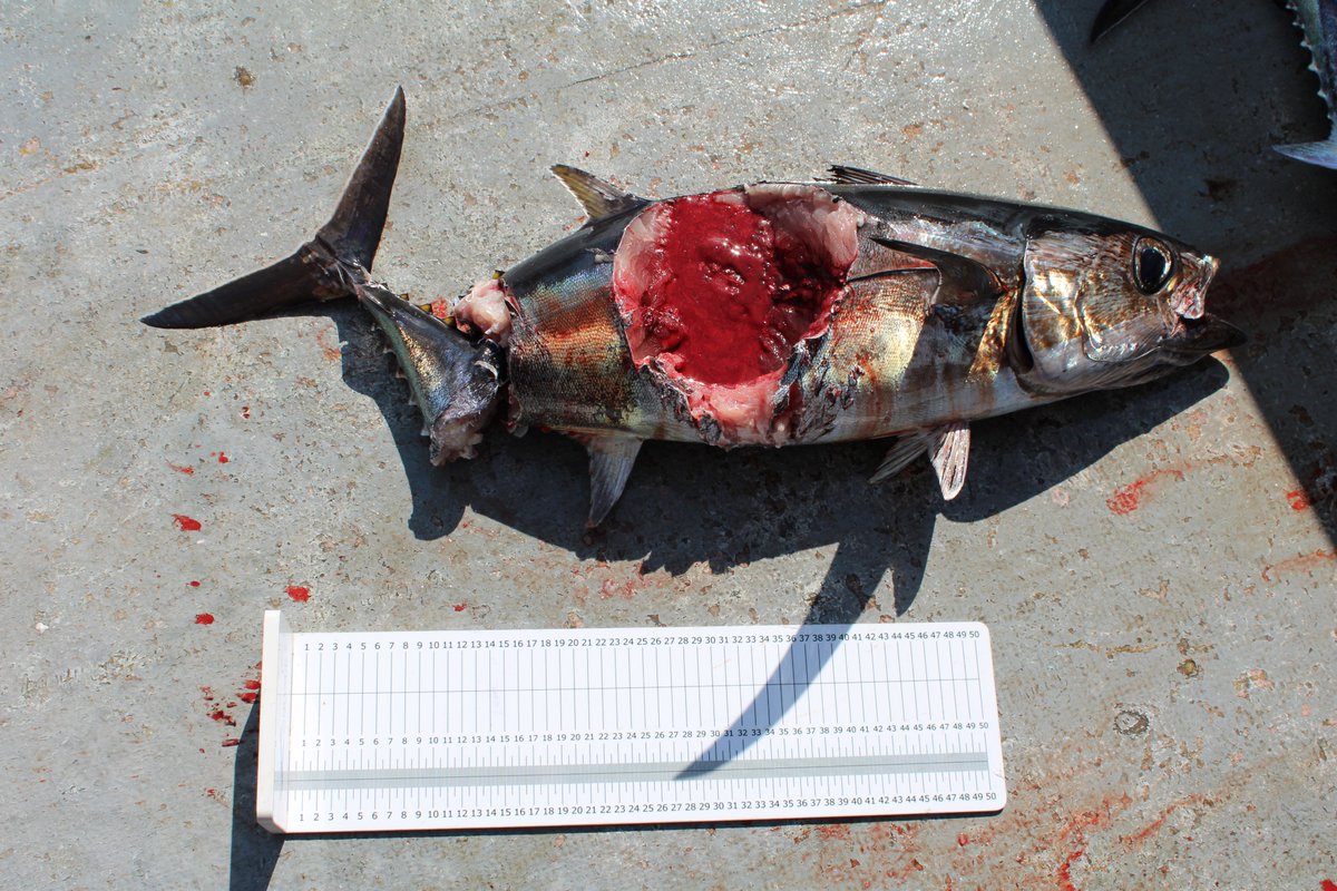 elife_project tweet media