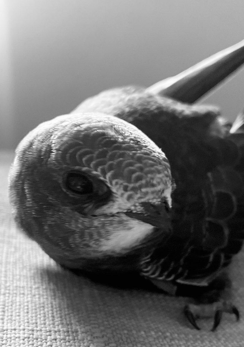 A small committee will vote on swift bricks in the Scottish Parliament tomorrow. Ask them to save swifts with this now greens.scot/saveourswifts It will come down to 4 people’s moral courage, care &amp; awareness.