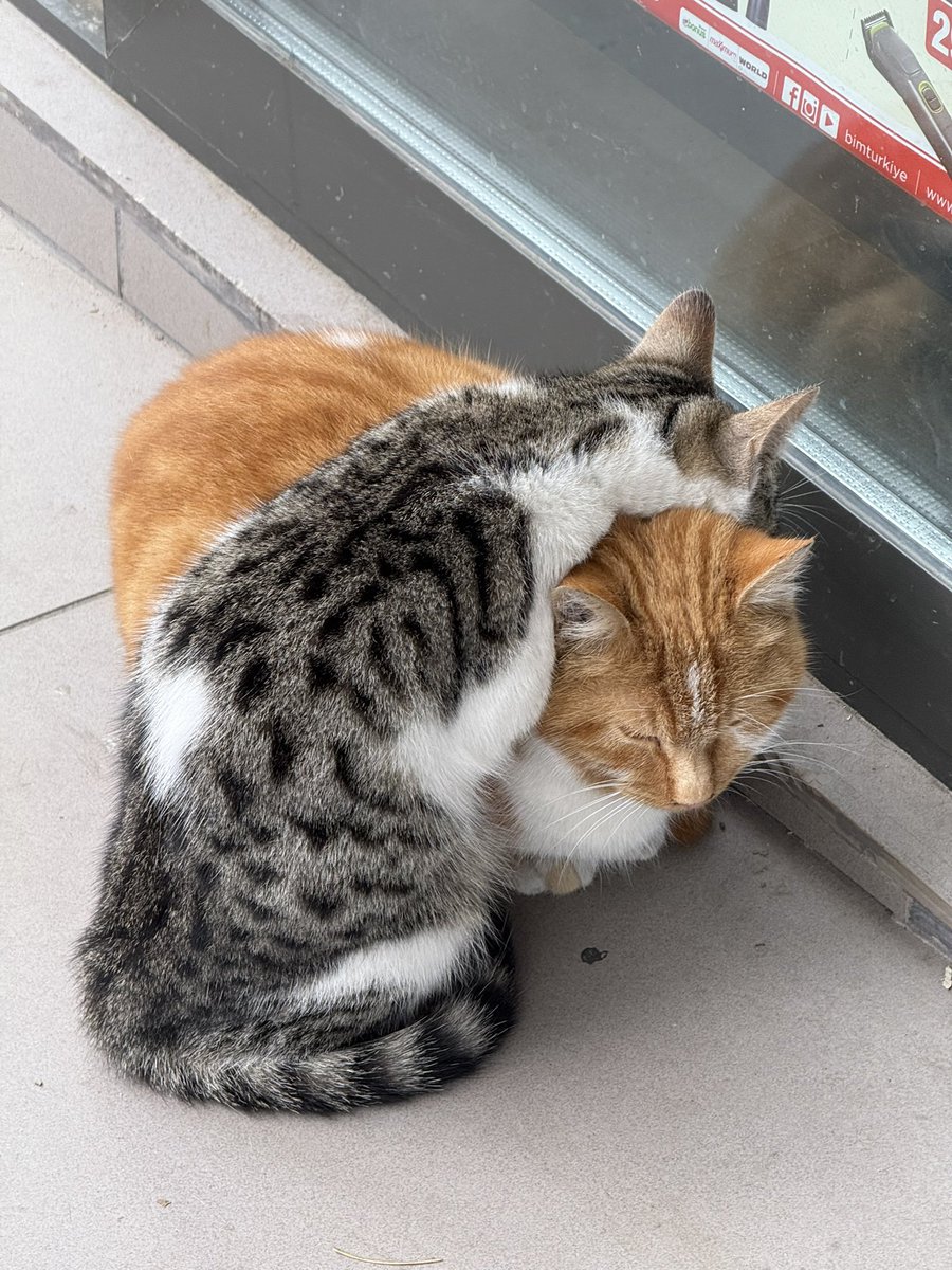 Birbirine sarılan kediler