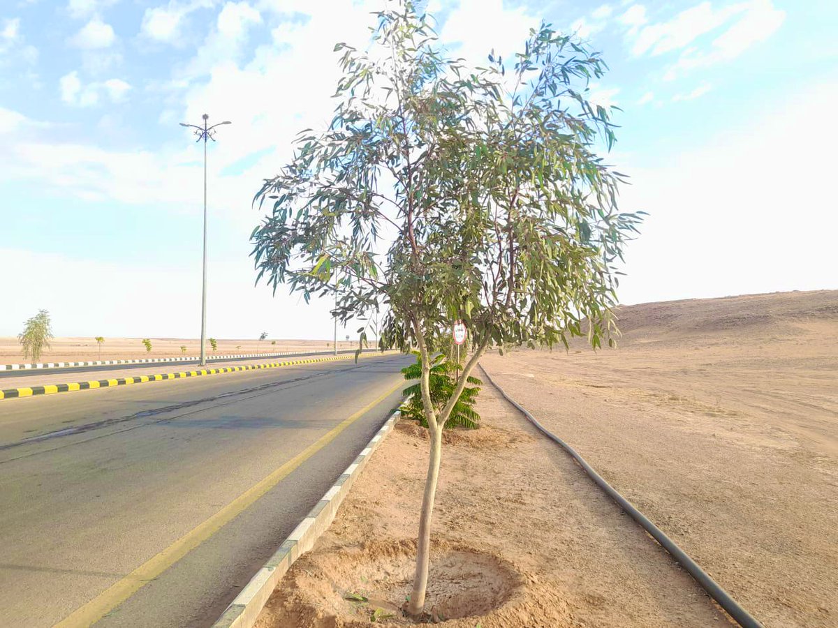 تواصل #بلدية_أم_خنصر أعمال تقليم الأشجار في الشوارع العامة، بهدف تحسين المشهد الحضري ورفع كفاءة عناصر التشجير.

#بلدية_أم_خنصر #أمانة_منطقة_الحدود_الشمالية