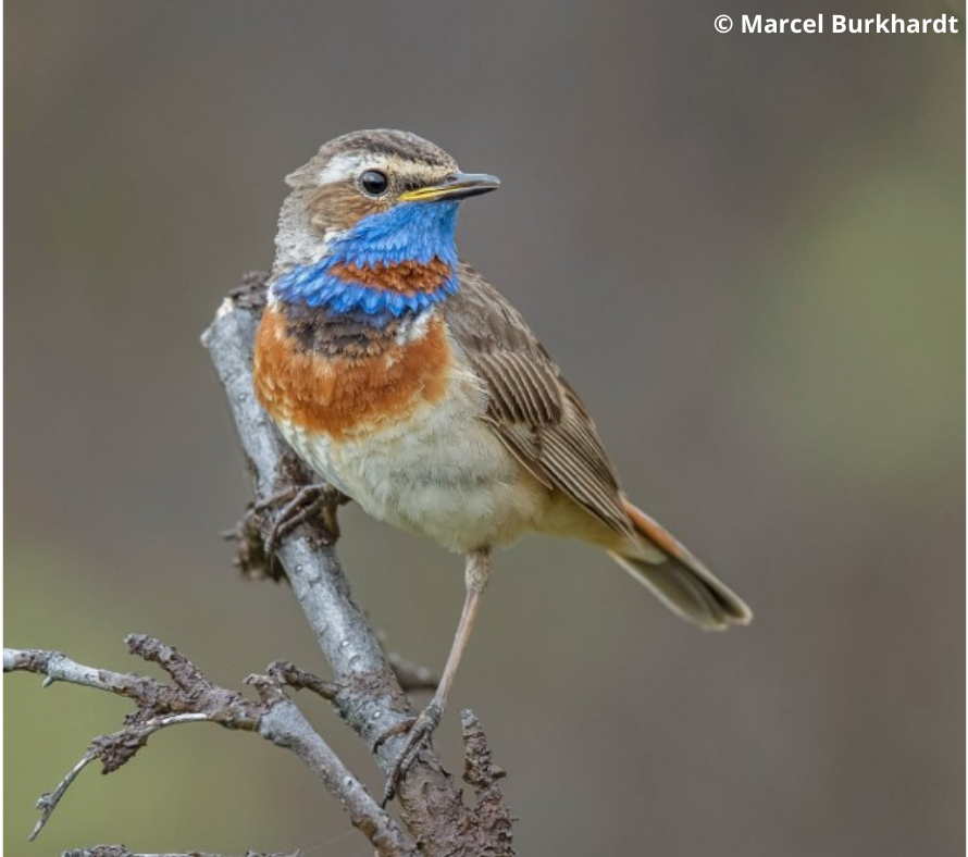 FLAP_AEMLAP's tweet photo. ✨For the first time ever, researchers have tracked a Red-spotted Bluethroat 🐦 from Central Siberia all the way to its ❄️wintering grounds on the India–Pakistan border🌍
📄Read the full paper⬇️ https://t.co/xb9eEkd2hj
#BirdMigration #BirdTracking #WildlifeConservation https://t.co/nst4d0Nh3D