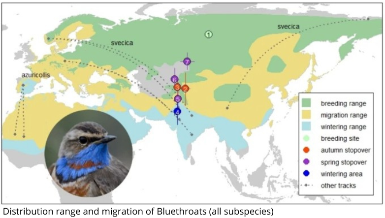 FLAP_AEMLAP's tweet photo. ✨For the first time ever, researchers have tracked a Red-spotted Bluethroat 🐦 from Central Siberia all the way to its ❄️wintering grounds on the India–Pakistan border🌍
📄Read the full paper⬇️ https://t.co/xb9eEkd2hj
#BirdMigration #BirdTracking #WildlifeConservation https://t.co/nst4d0Nh3D