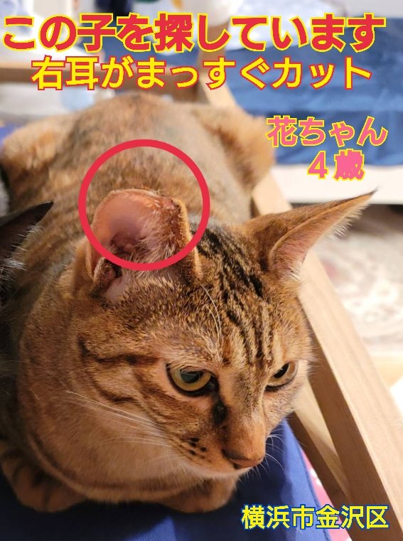 専用出品になります♪ 水瀬洸🐰お仕事募集中 (@nioweb) / Posts / X