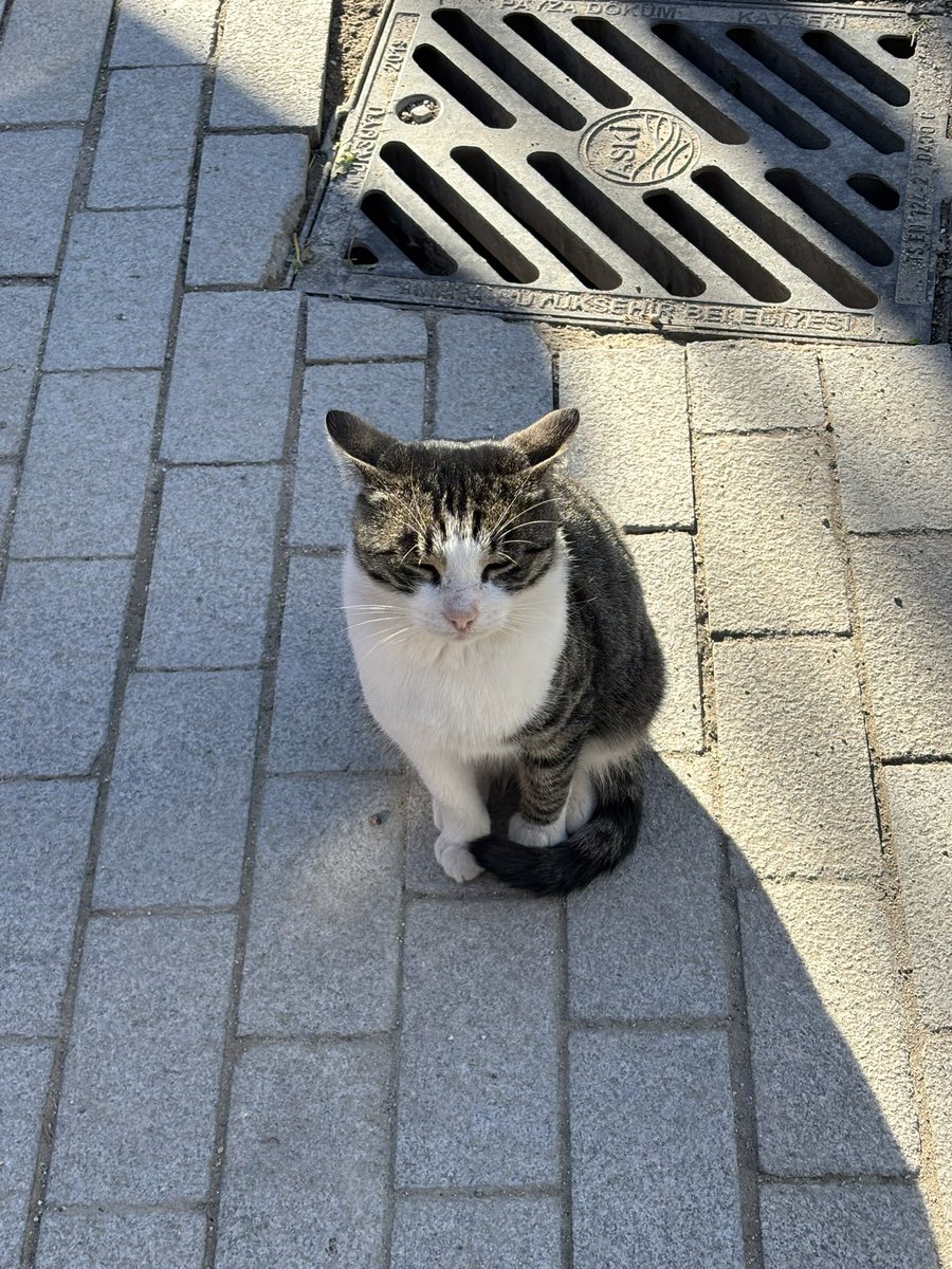 espiritulibbre's tweet photo. Gördüğüm en sokak kedisi https://t.co/PY4KwTiEHX