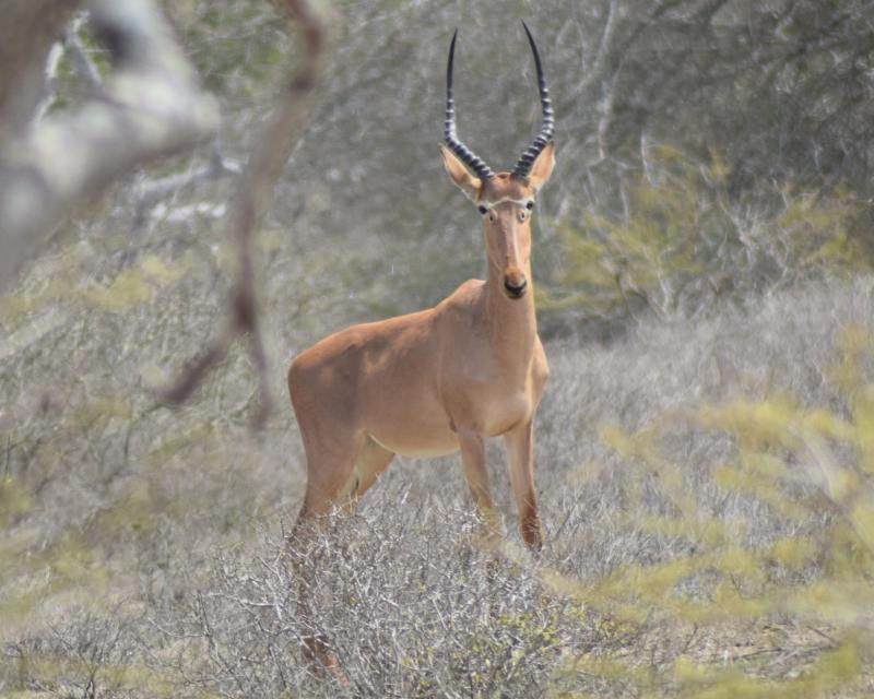 Hirola Conservation tweet media