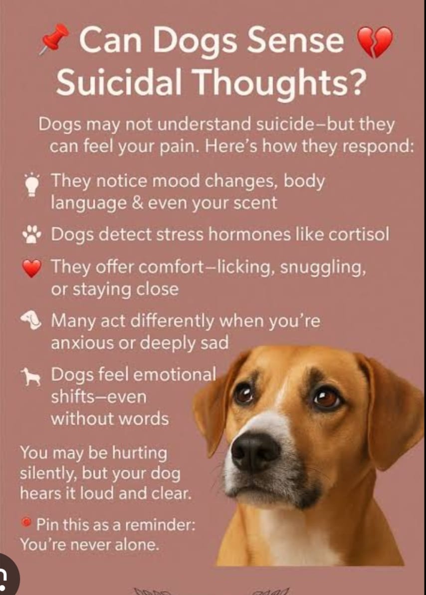 yadavnarender85's tweet photo. @narendramodi @PMOIndia @OpIndia_com @indSupremeCourt
Dogs are territorial beings — remove them &amp; they die of stress, starvation &amp; fights. Biology cannot be ignored by court orders. #CommonManForDogs #AnimalRightsMatter
@dodo @NiallHarbison @uknewsmedia @usnews @CanadaNews20 https://t.co/HxqoYG9dXI