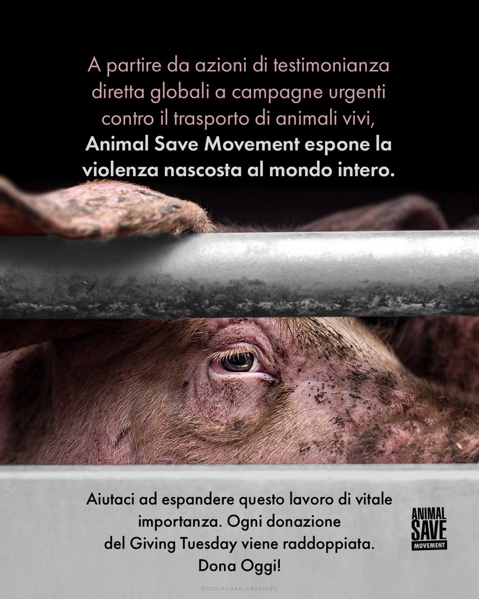 SaveNapoli's tweet image. Noi facciamo luce sulla realtà degli animali attraverso azioni di testimonianza diretta e outreach.

🌷 Durante questo #GivingTuesday, ogni #donazione viene raddoppiata. Aiutaci ad esporre la verità e a creare un mondo vegano: vai su TheSaveMovement.org/Donate

#Animali #GoVegan