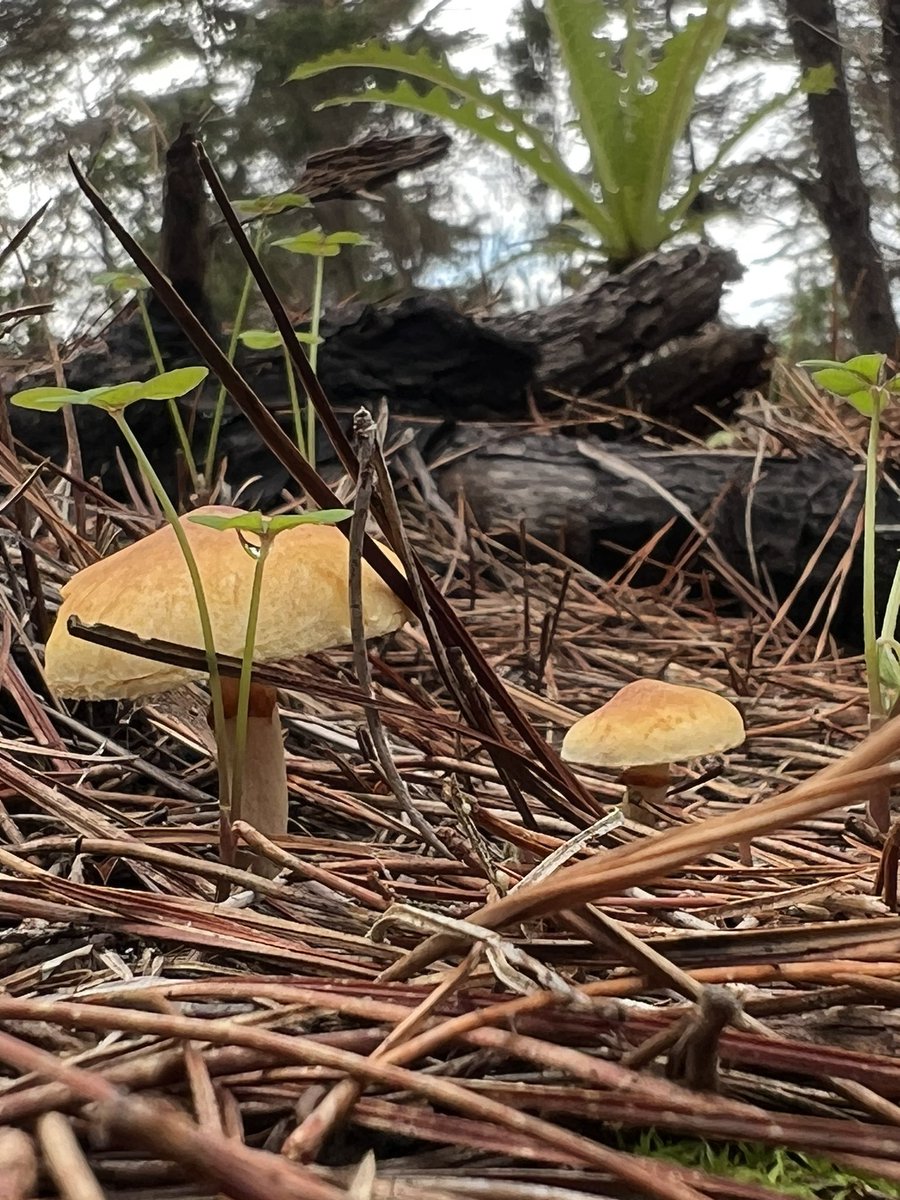 aroapeerez_'s tweet image. Enamorada del campo🍂🪾🍄‍🟫