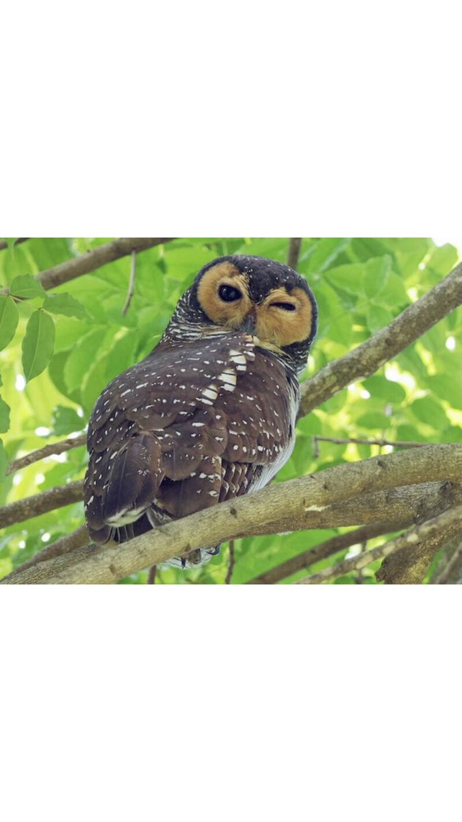 Couple of SE Asian specials past couple of days in S Thailand. The Owl healed a 25yr old wound when a Togger 20m in front of me flushed the staked out bird @ Khao Nor Chuchi. Always wanted to see Nicobar Pigeon. Owl library pic. Pigeon with my phone !