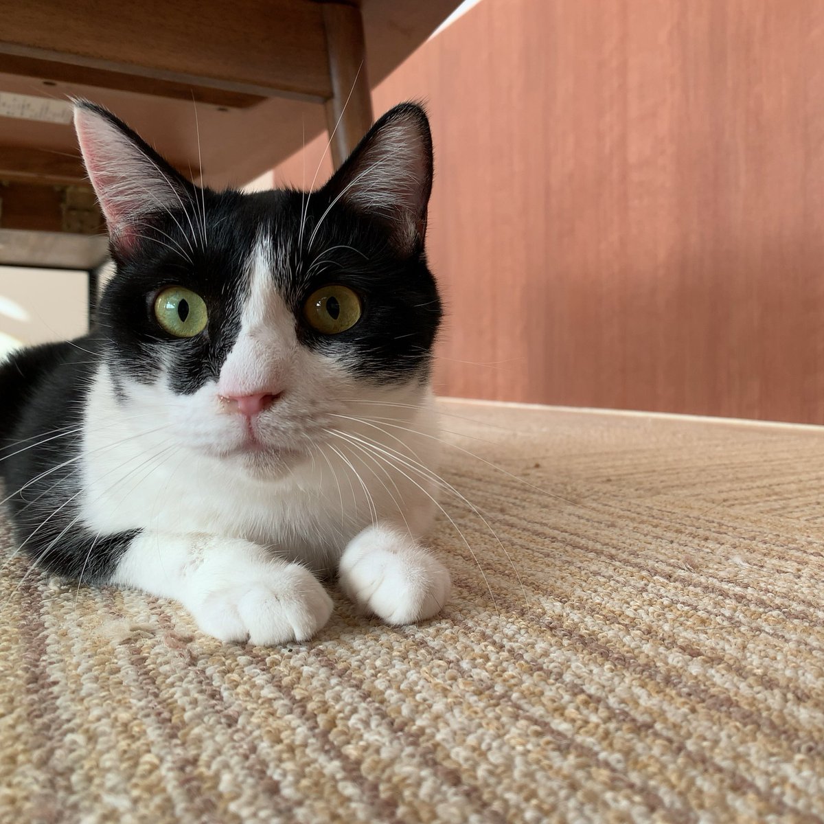 長く闘病していたピノちゃん、11/30の夜に息を引きとりました。 お膝上