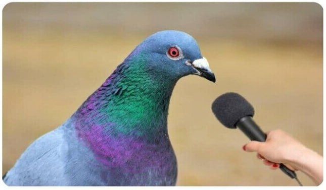 -Mi prima casi se come un bocata de chopped que había en el suelo... Menos mal que habíamos visto la tele y le hemos podido avisar antes...