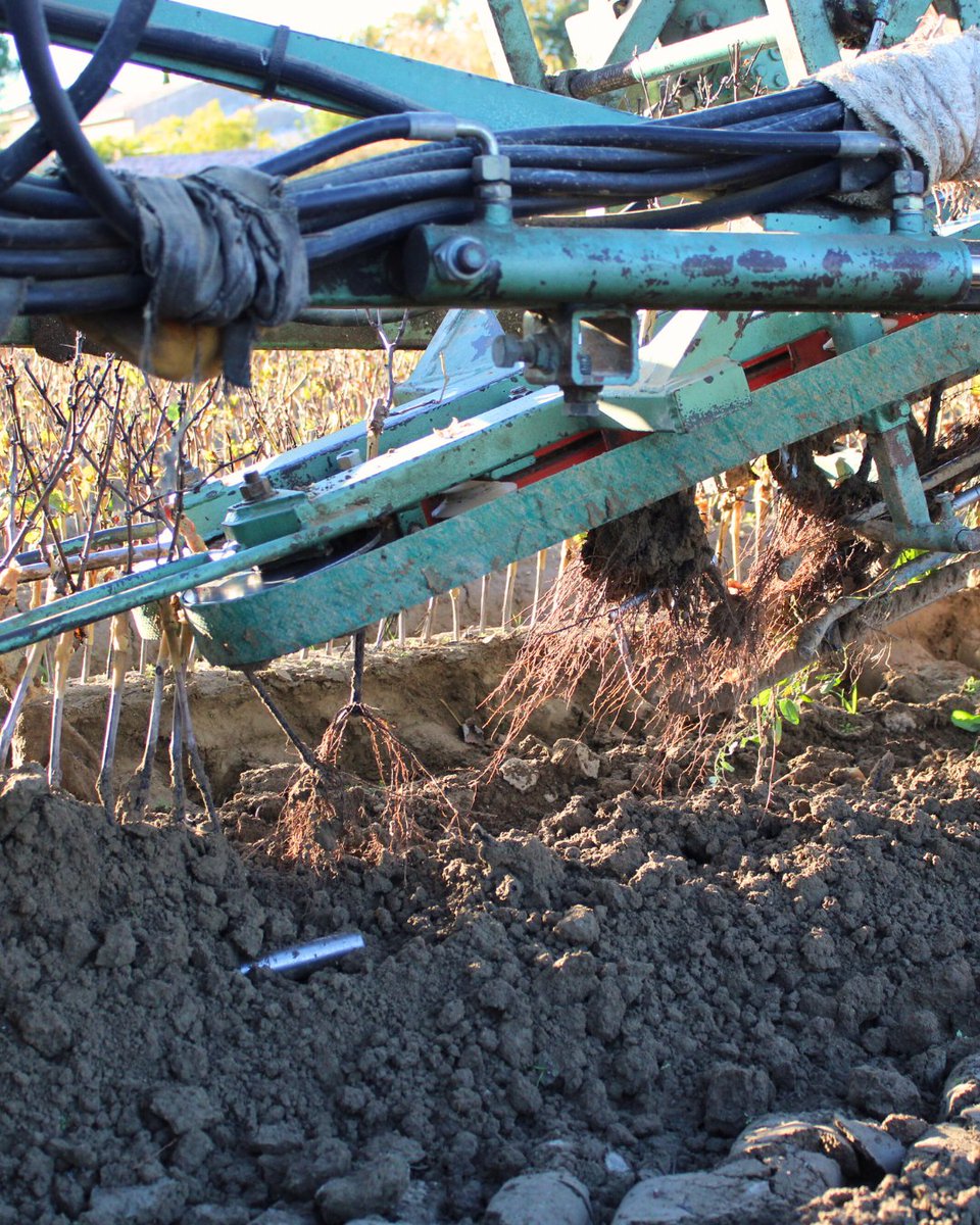 vitipeps's tweet image. 🌱Les plants de vigne Vitipep's, c'est l'excellence à la française ! 🇫🇷
🇬🇧 Vitipep's vine plants are French excellence! 🇫🇷

#Vitipeps #plantdevigne #pepiniereviticole #plantsdevigne #greffesoude #plantfrancais #agriculturefrançaise #madeinfrance #frenchvineplant #vinenursery