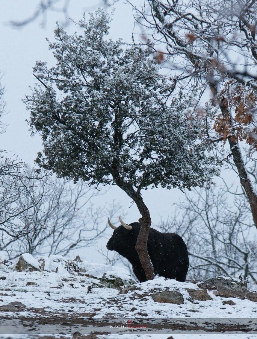 Magicalspain's tweet image. 