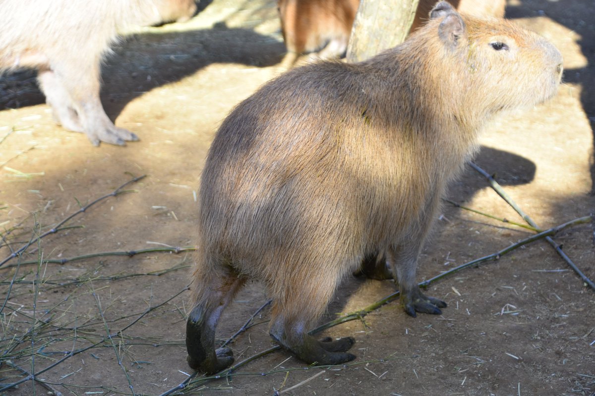 八重樫です。(カピバラ大好き) (@capybara4ever) / Posts / X