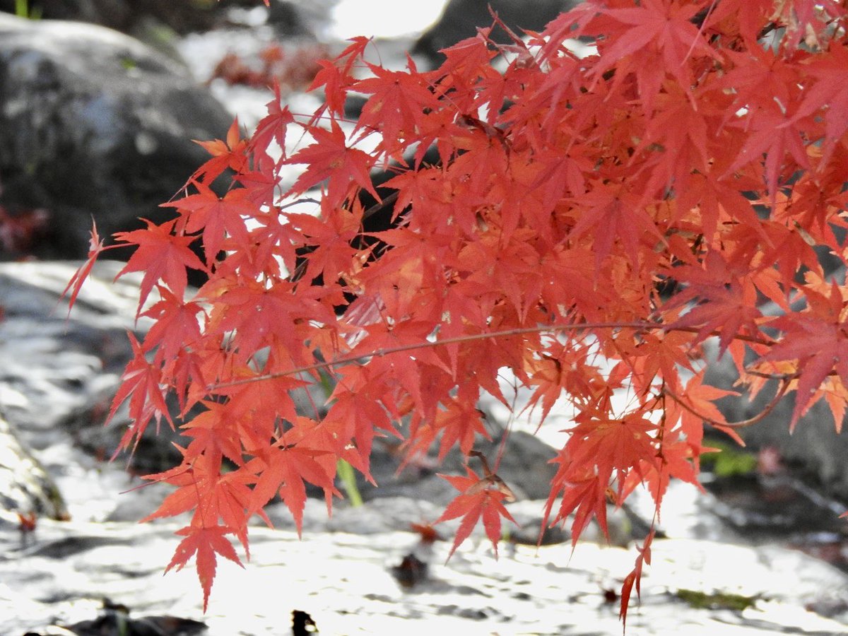2025/11/29 京都東山 紅葉🍁
知恩院さんと円山公園

#京都 #紅葉