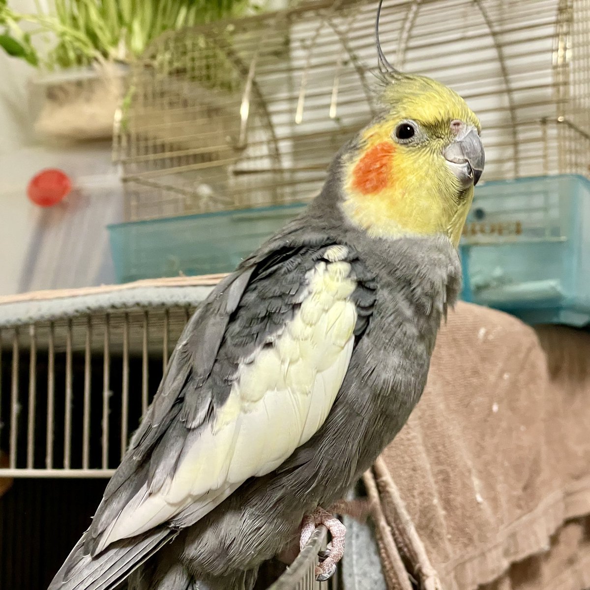 ばがぽーちゃん ㍼🐲♍🅰♂🚬💻🎹📷🐥🌸＜🍡 (@bagapo) / Posts / X