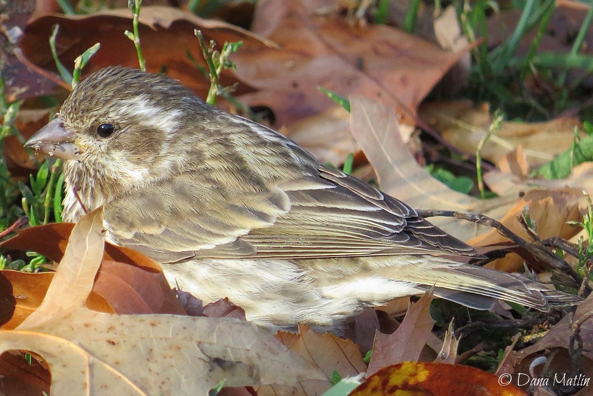 Purple Finch near the Great Lawn yesterday. #birdcpp