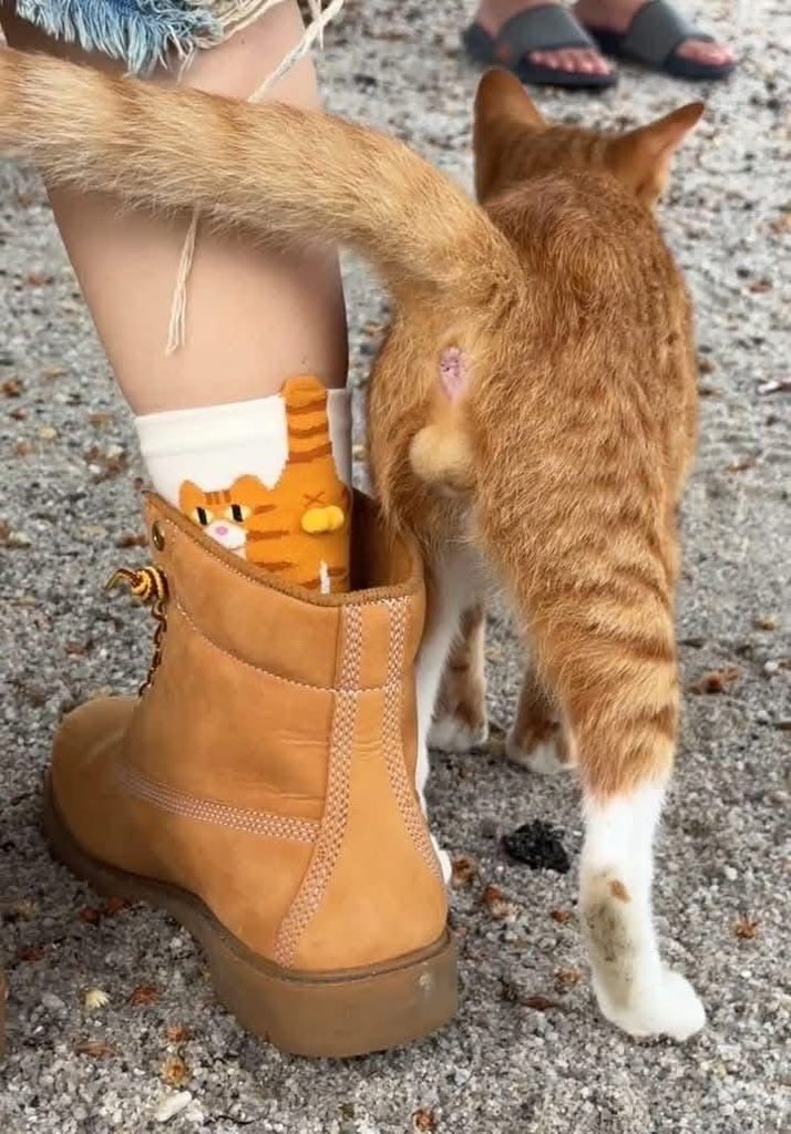 No Cats No Life (@nocatsnolife_m) on Twitter photo 