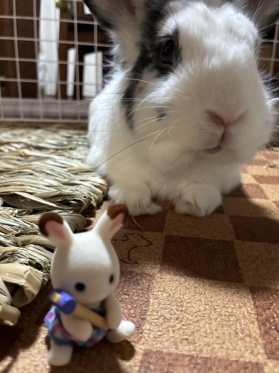 11KIRIN10's tweet photo. 🐰先輩にご挨拶
#シルバニア
#うさぎ https://t.co/2cGTjRYN29