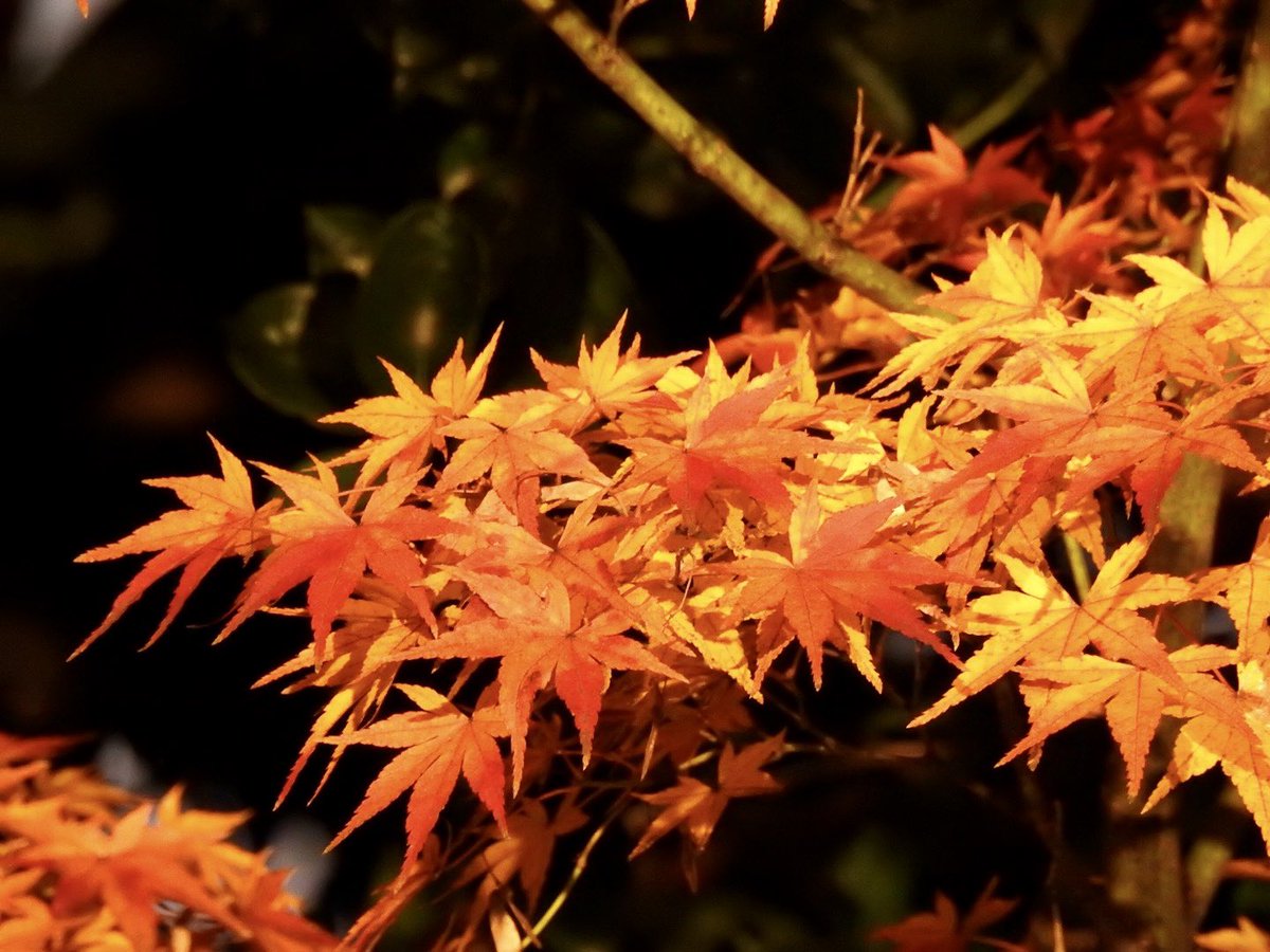 2025/11/29 京都東山 圓徳院 日本庭 

#京都 #紅葉 #圓徳院