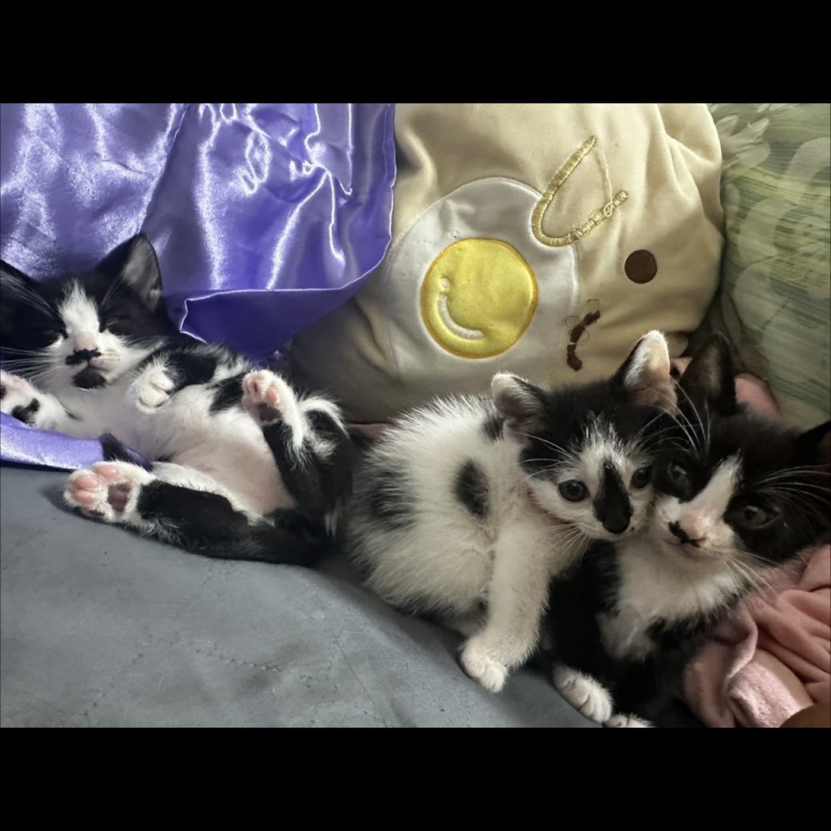 서울 종로구 혜화동 부근에서 사진 속 가운데 아기고양이를 보신 분 있으시면 연락 주세요ㅜㅜ 맨 왼쪽이 저희 야금이고, 야금이와 가운데 아가를 치매 걸린 할머니가 유기했어요 검정 앞머리+다이아무늬 코가 특징입니다 1키로 쯤 되고 2.5개월령이에요