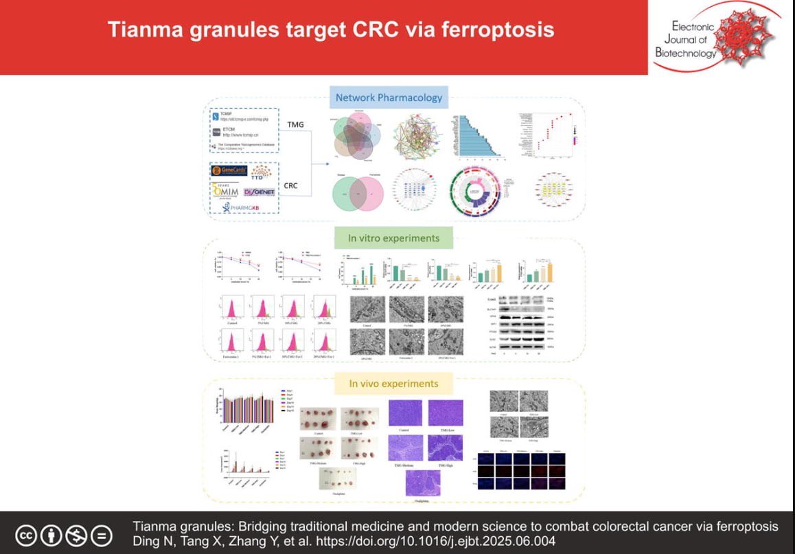 EJBiotechnology's tweet photo. 👉 Tianma granules: Bridging traditional medicine and modern science to combat #colorectalcancer via #ferroptosis

TMG suppresses CRC progression by inducing ferroptosis via dual inhibition of SLC7A11/GPX4 and activation of SAT1/PTGS2/GLS2. 👇 https://t.co/I0F92SyYEt