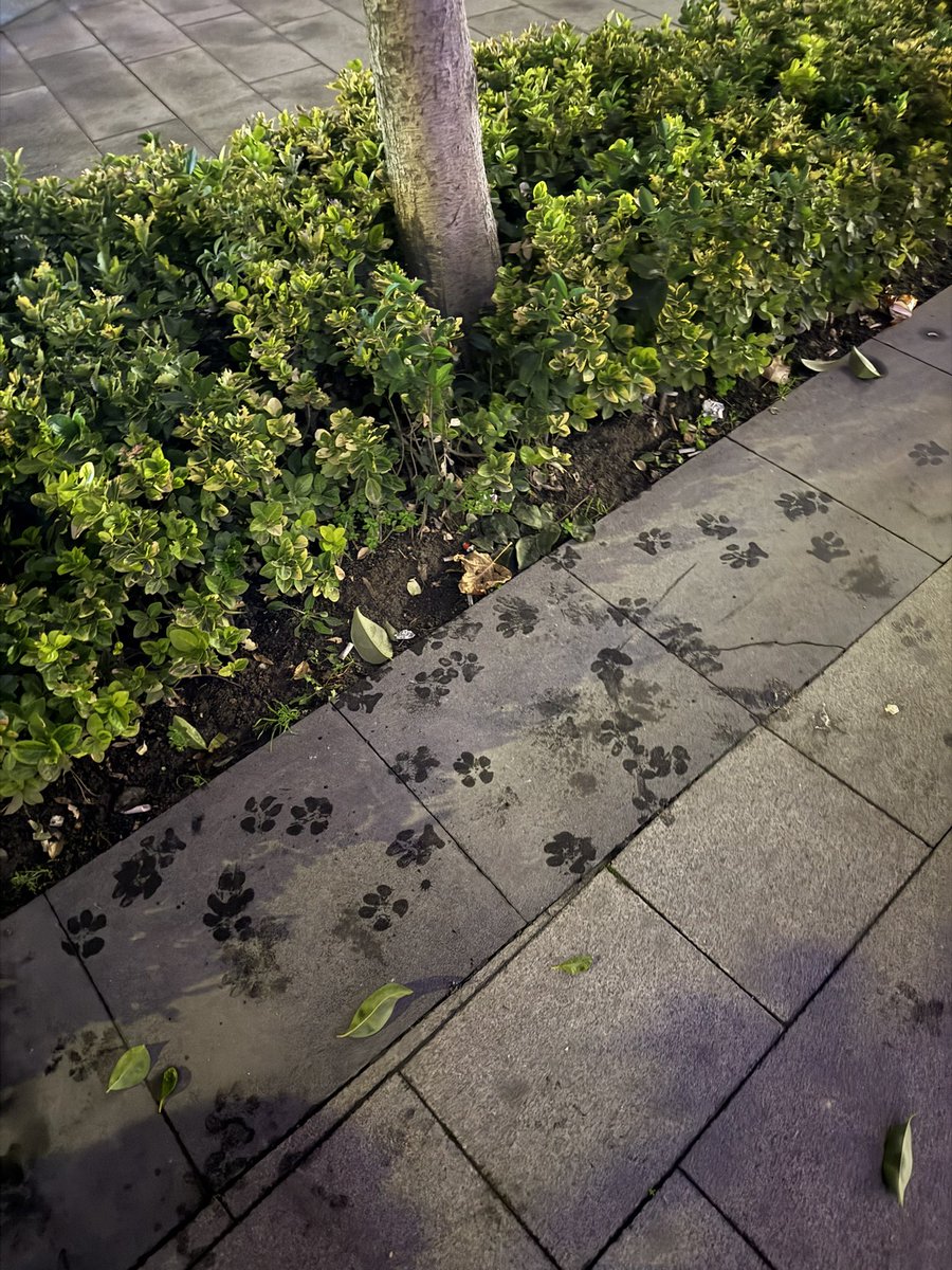 Bir takım kafa karışıklıkları yaşanmış olabilir çiçeklerim 🤤🌸😍🧿🫠