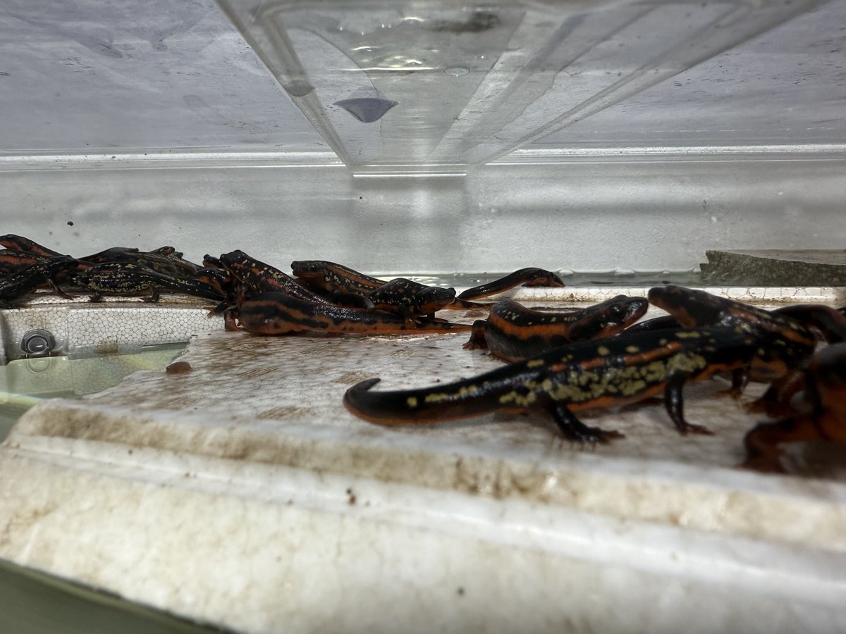 オキナワシリケンイモリCB